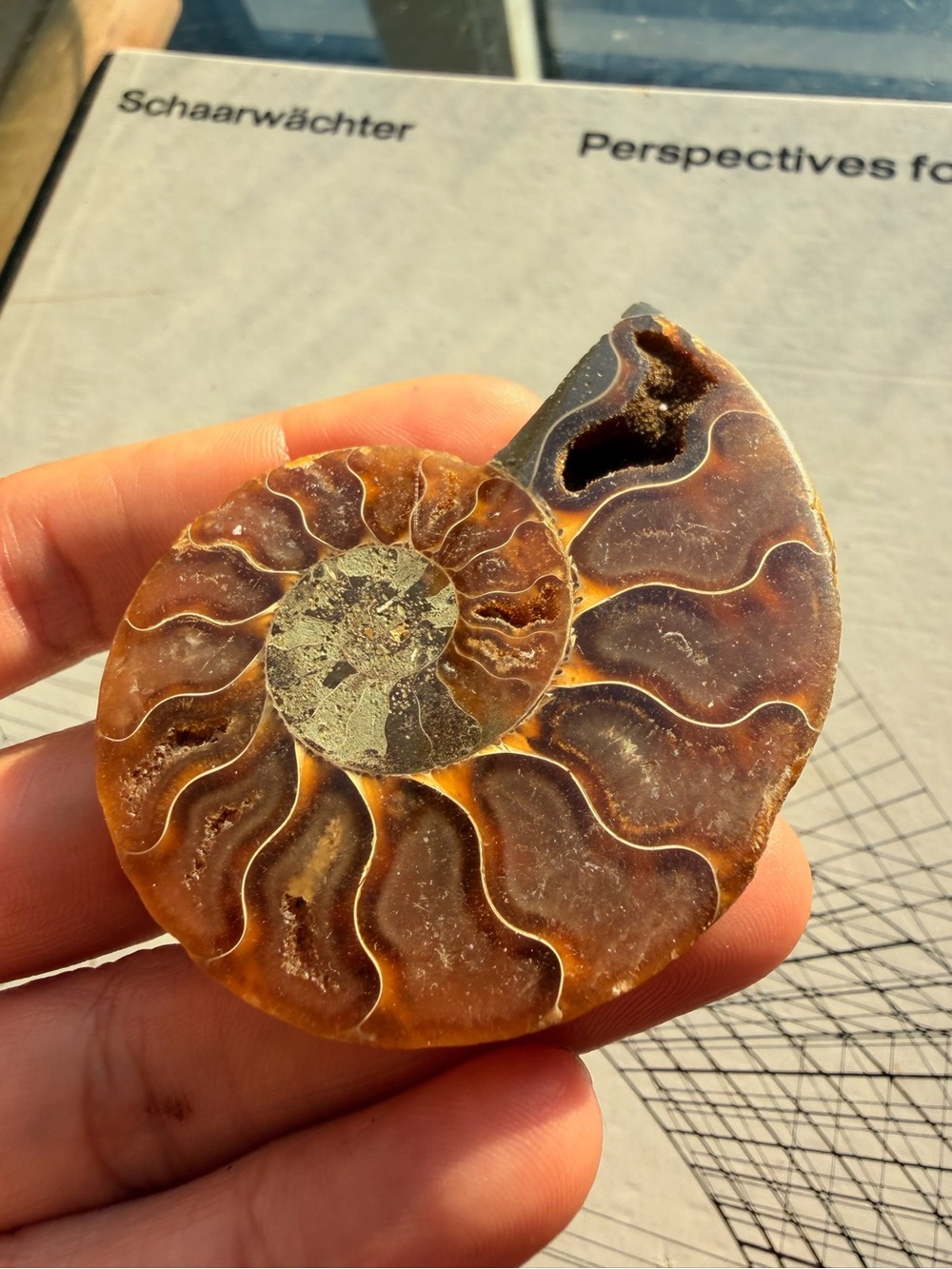 Bright Polished Ammonite Fossil | Natural Spiral Fossil | 2.5”
